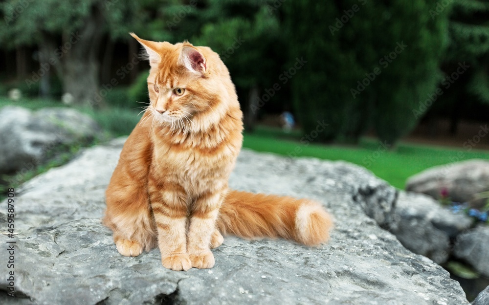 Playful red ginger tabby kitten outdoor