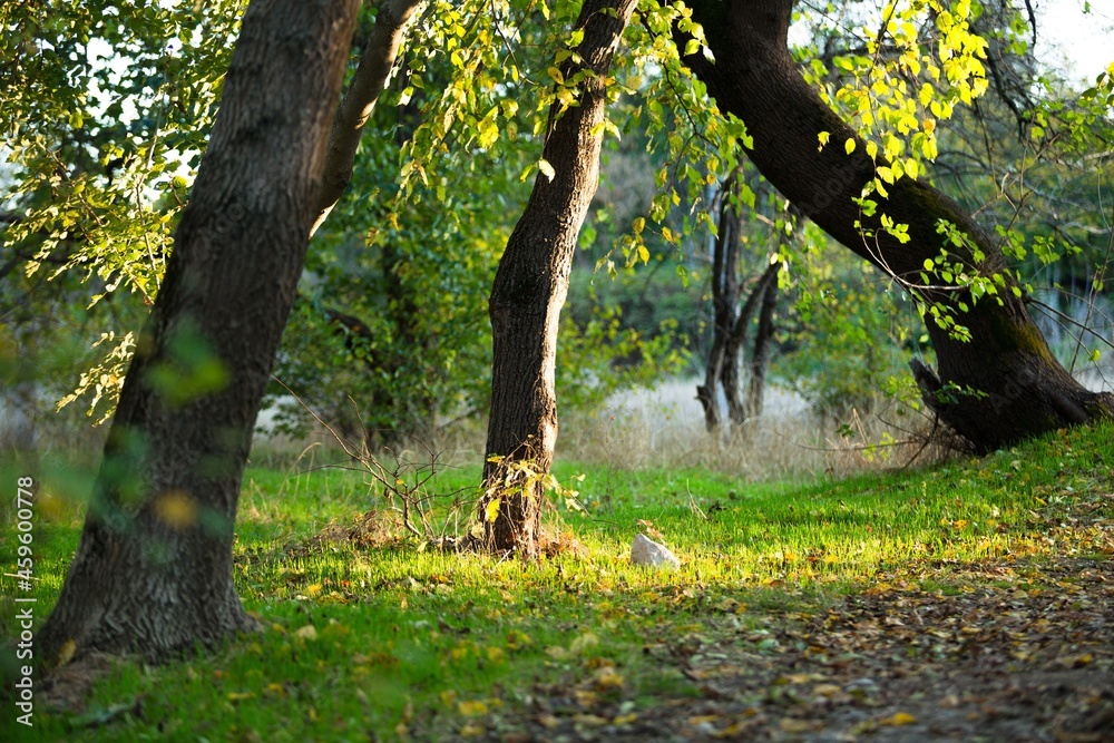 pathway with tree beside and beautiful yellow flowers on ground in park