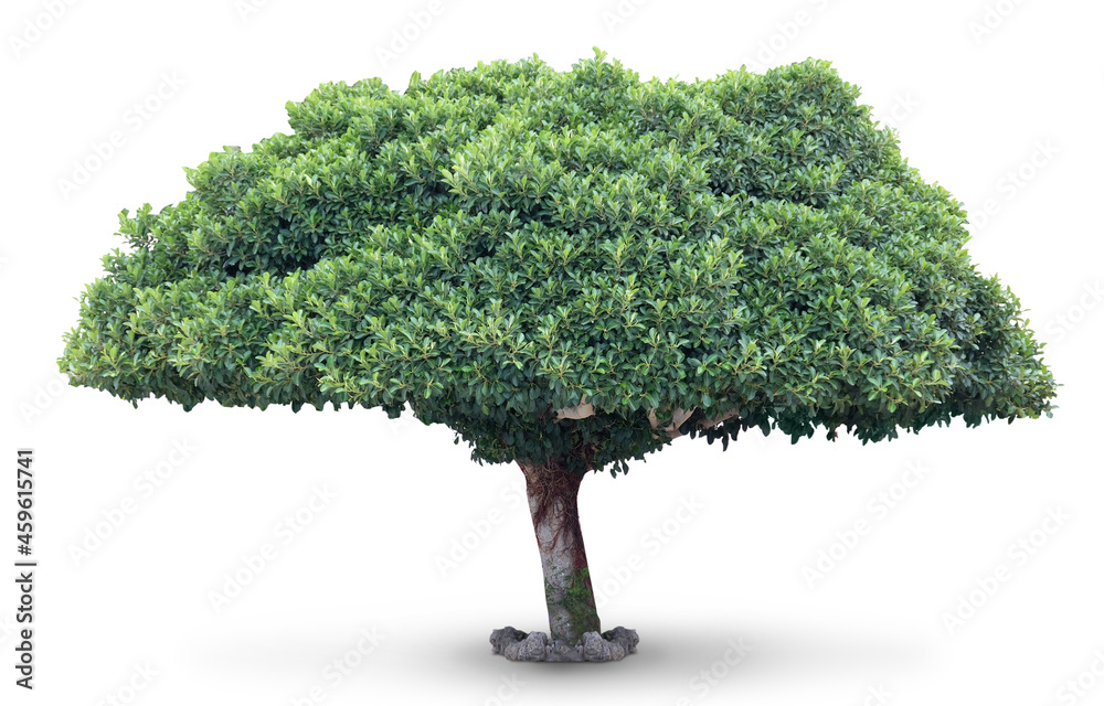 Green tree on white background