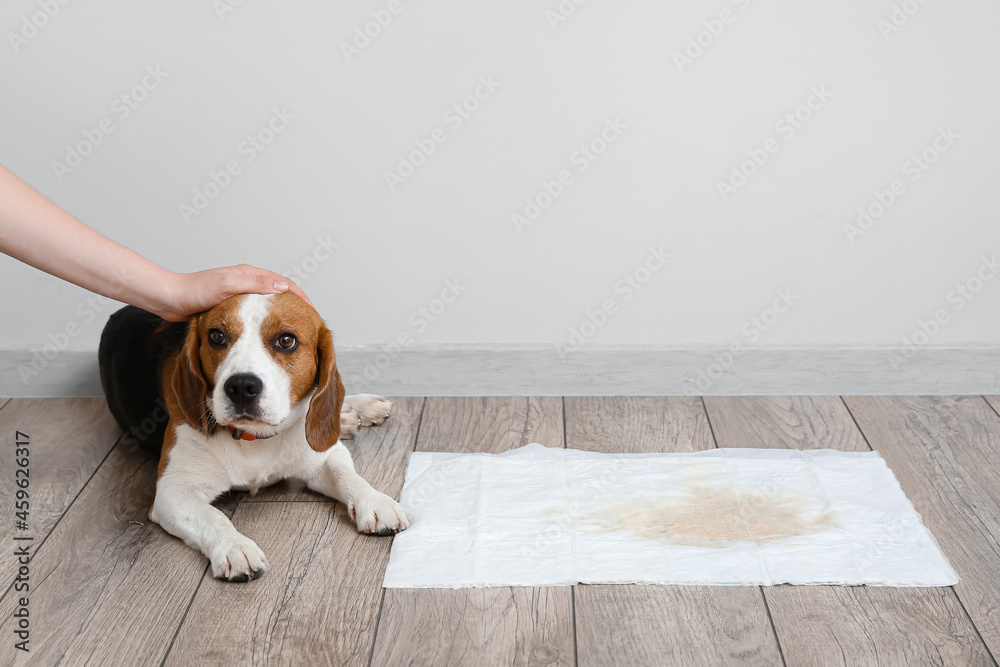 Cute dog near underpad with wet spot on floor