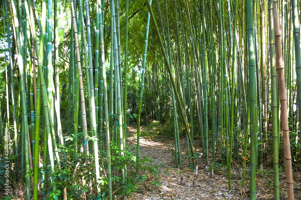 竹绿色草林的模糊图像