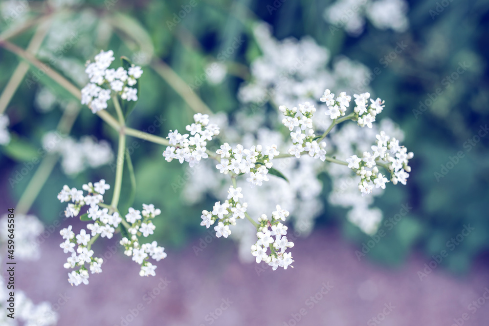 White flowers blooming in autumn