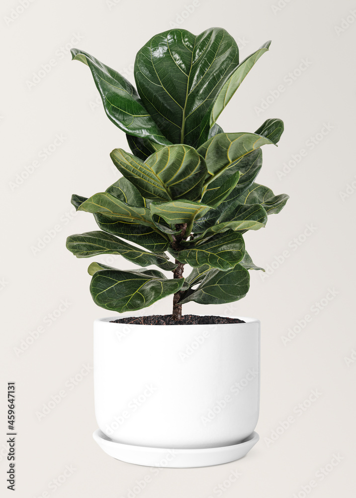 陶瓷罐空气净化装置中的Fiddle leaf fig