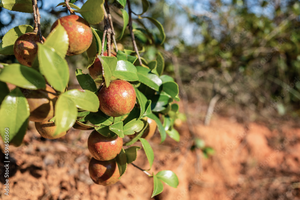 Camellia oleifera growing on a camellia oleifera tree in autumn