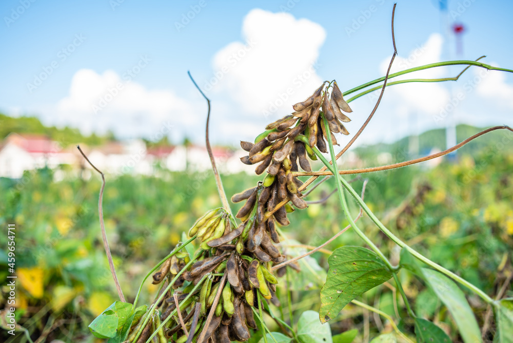 Autumn ripe soybeans background material