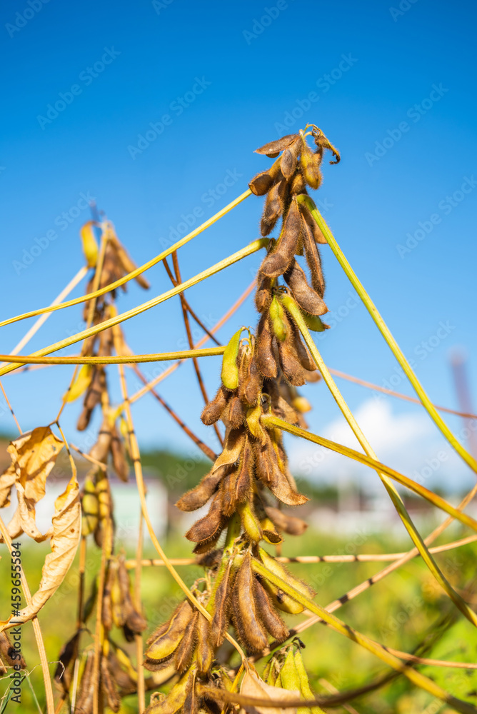 秋熟大豆背景材料