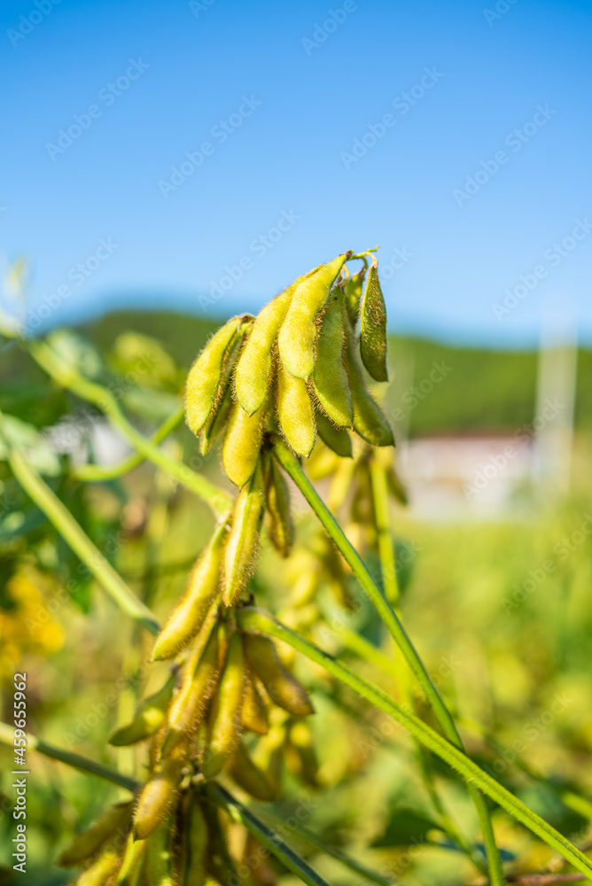 秋熟大豆背景材料