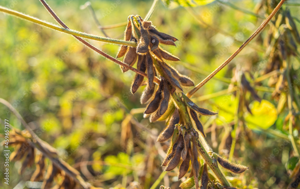 Autumn ripe soybeans background material