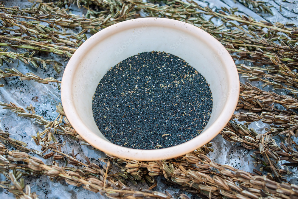 Sesame grains harvested in autumn