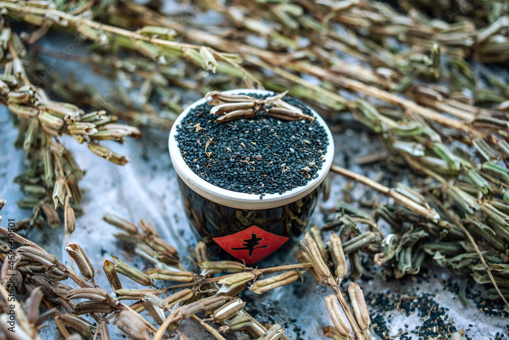 Sesame grains harvested in autumn