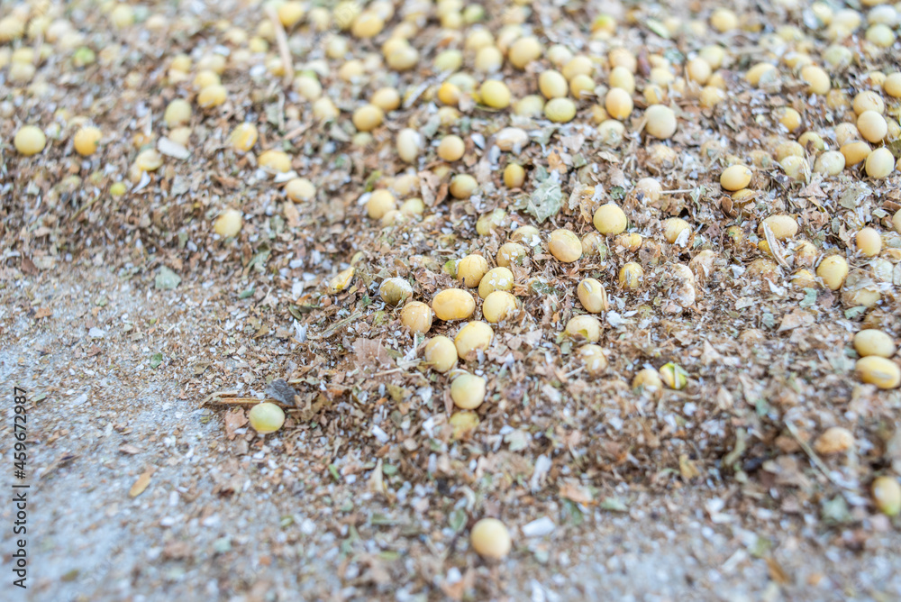 A good harvest of soybeans in autumn