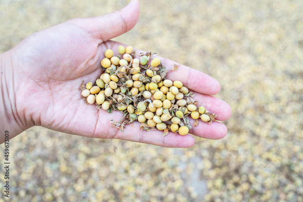 A good harvest of soybeans in autumn