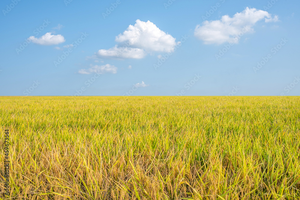 Golden yellow rice field background material under blue sky