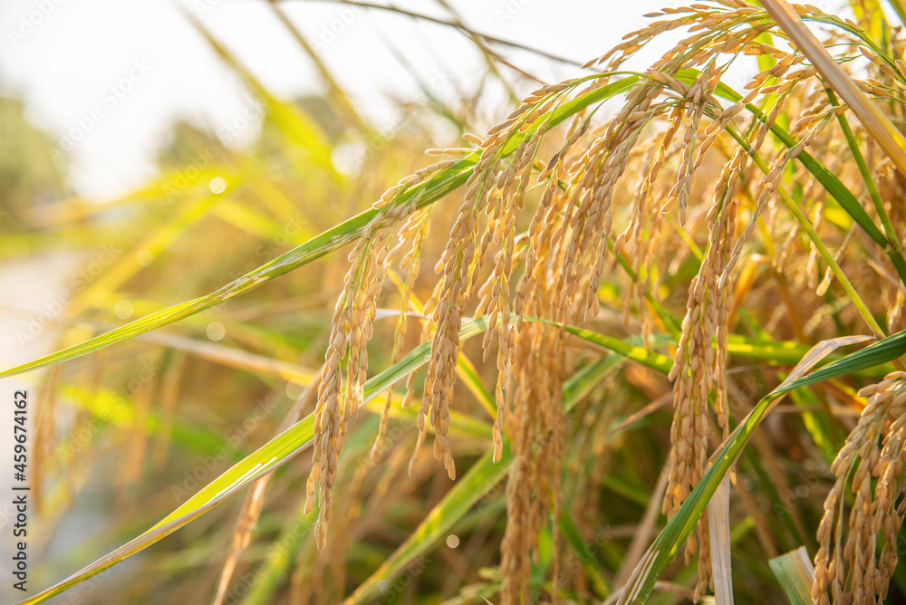 Bent ears of rice in autumn