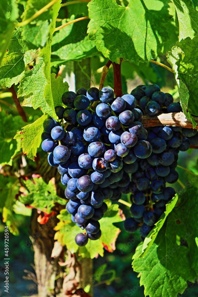 Les raisins son prêts à être vendangés