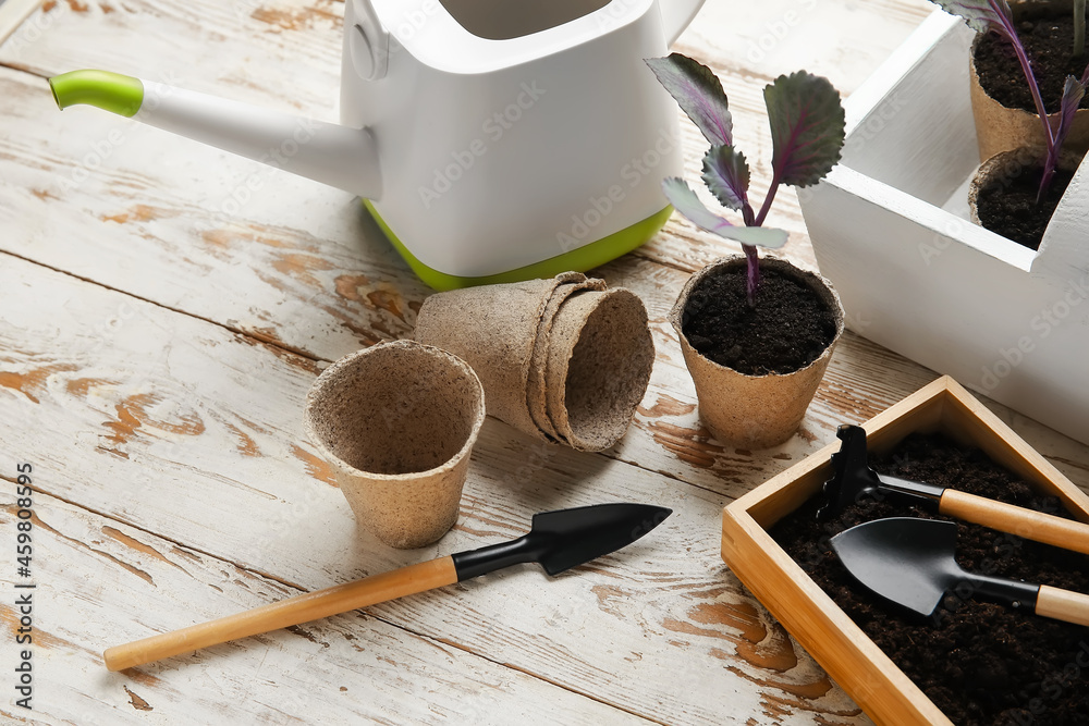 Plants seedlings in peat pots and gardening tools on light wooden background