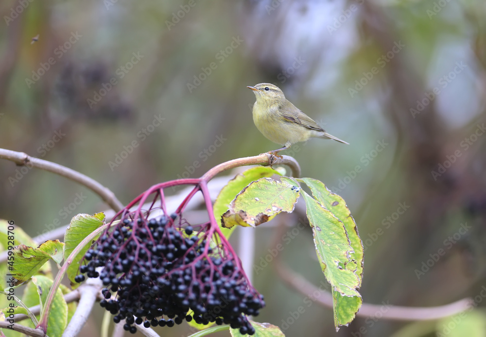 冬季羽毛中常见的chiff糠（Phyllocopus collybita），树枝上的特写镜头。