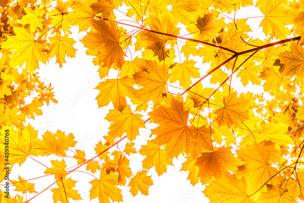 Goldene Blätter eines Ahornbaumes im Herbst