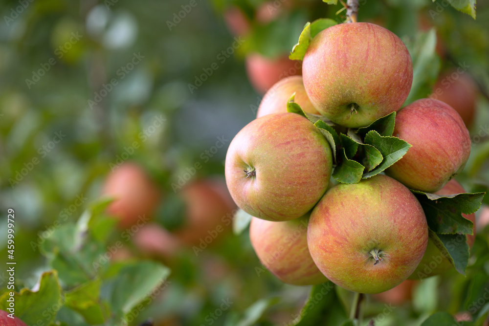 Apples, fresh juicy and red on a tree branch.