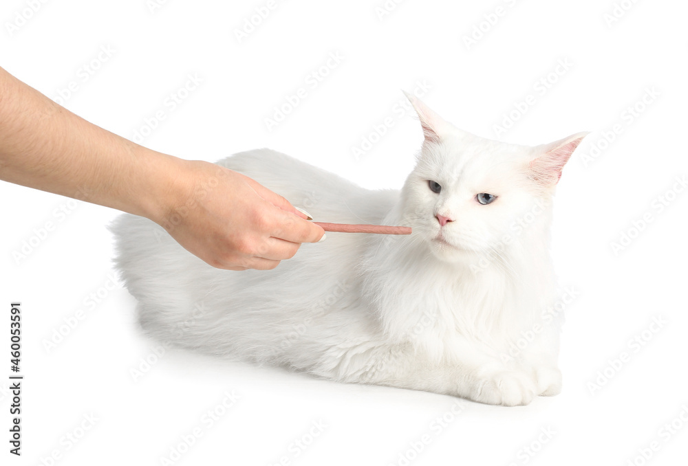 Owner feeding cute cat on white background