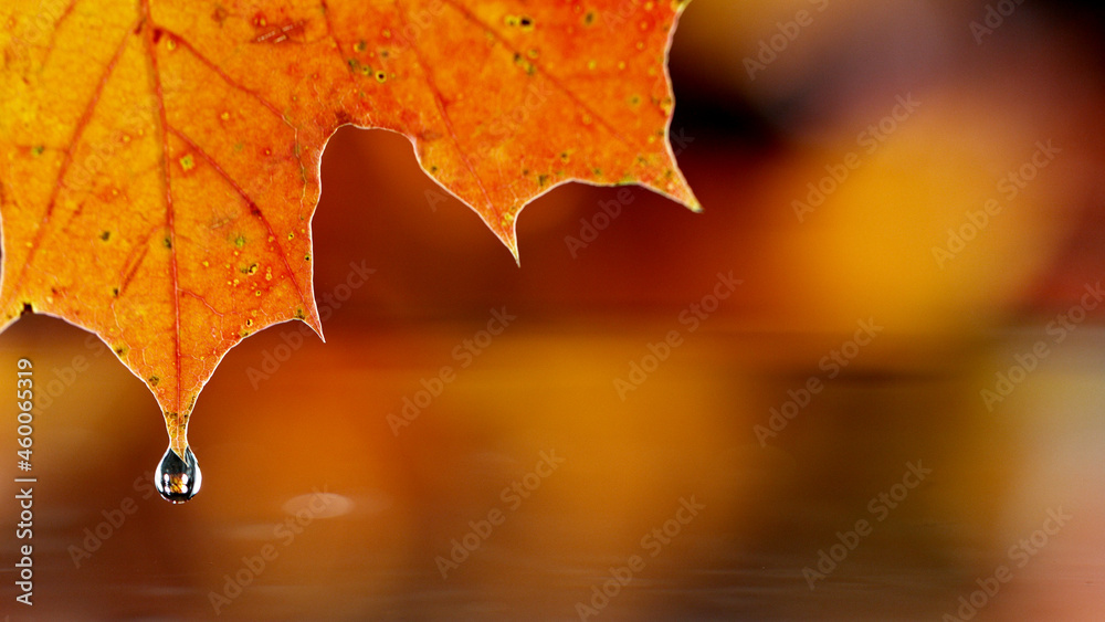 Detail of autumn maple leaf with water drop