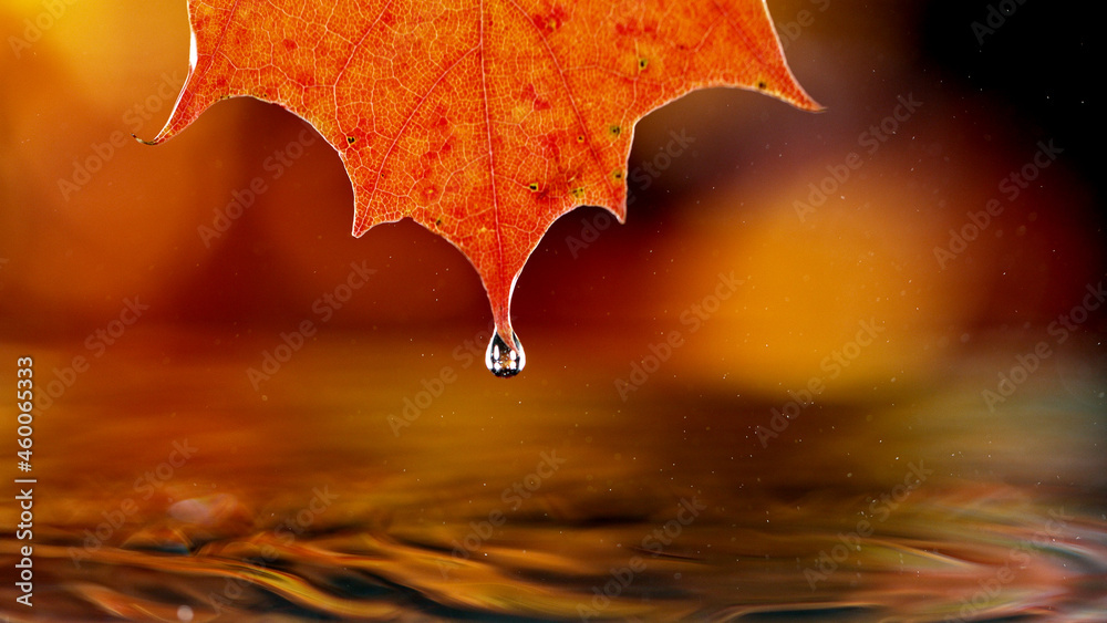 Detail of autumn maple leaf with water drop