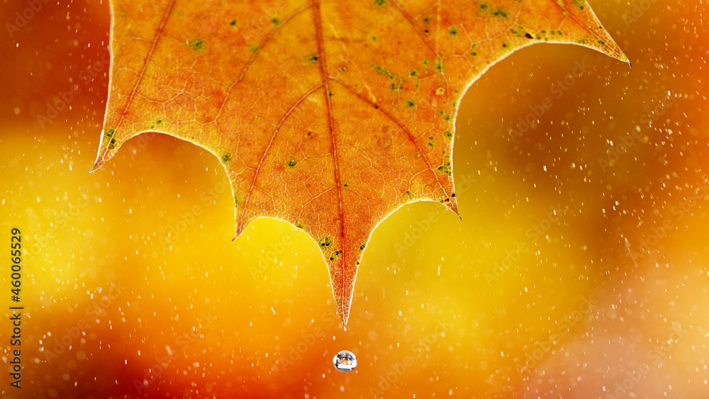 Detail of autumn maple leaf with water drop