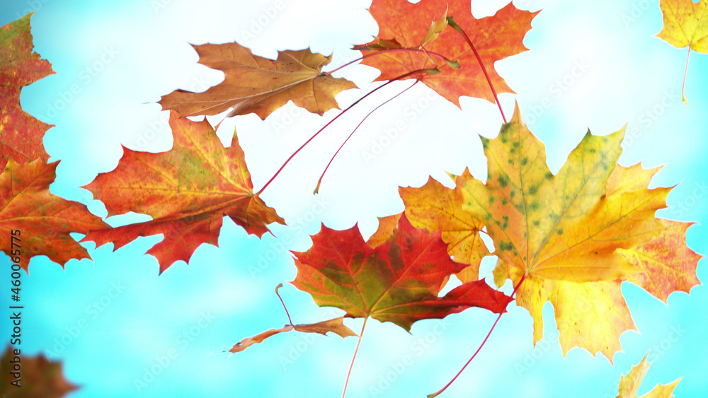 Freeze motion of flying autumn maple leaves on sky background