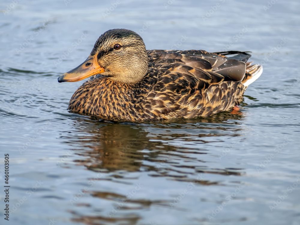 Female of the mallard is swimming. Close-up.