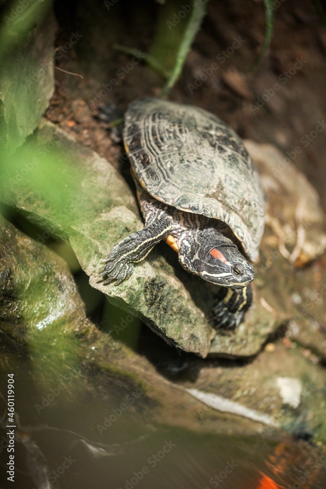 Turtle on a Rock