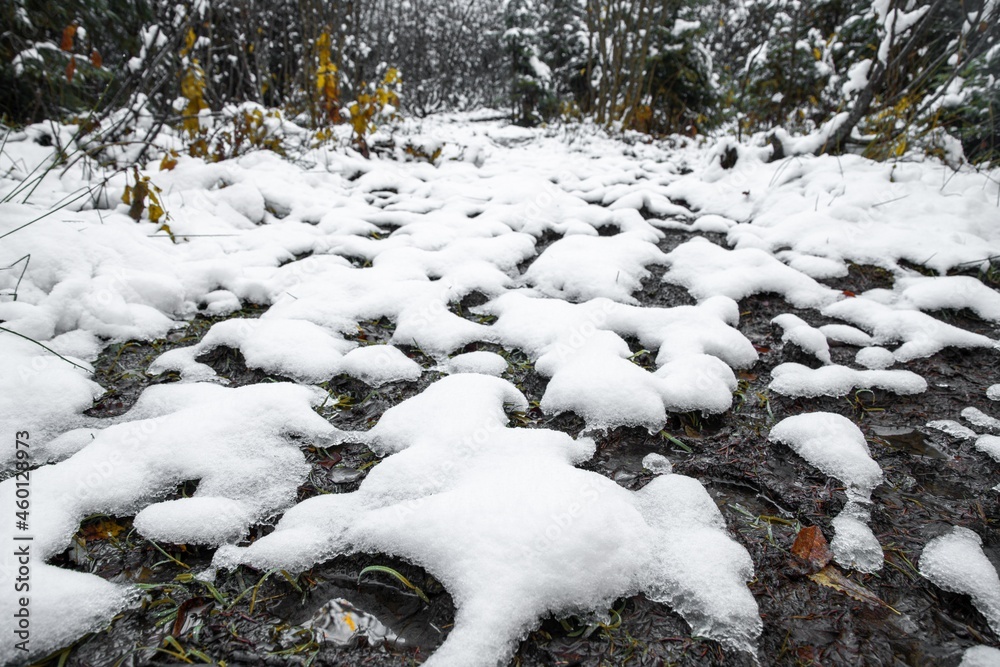 阳光明媚的冬季森林里，透明的小水坑上有一点雪白蓬松的雪