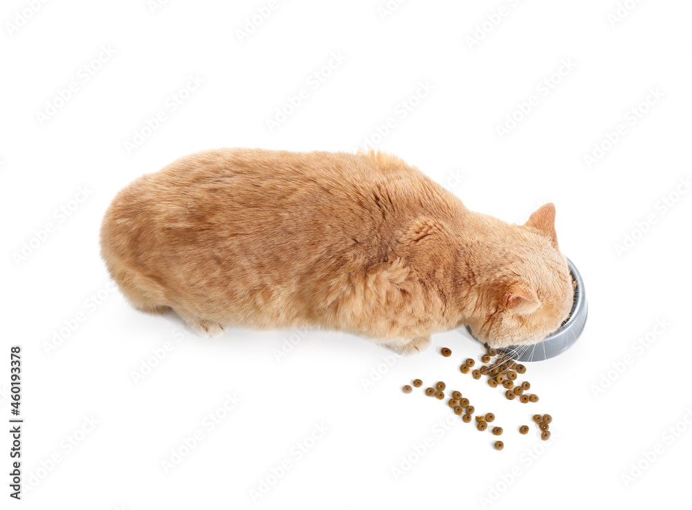 可爱的猫在吃白底碗里的食物