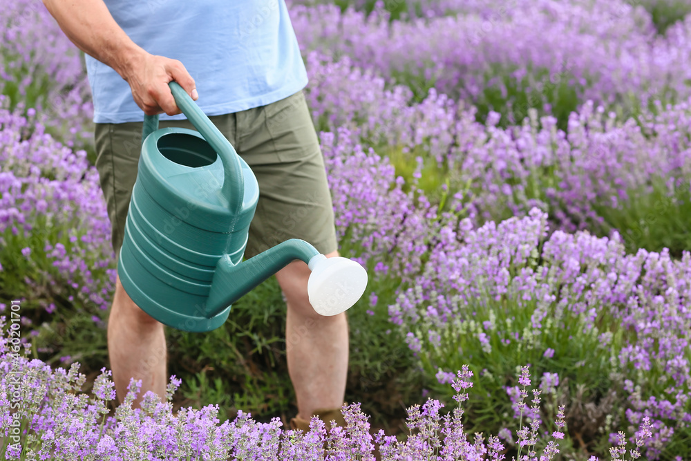 Farmer with watering can in lavender field