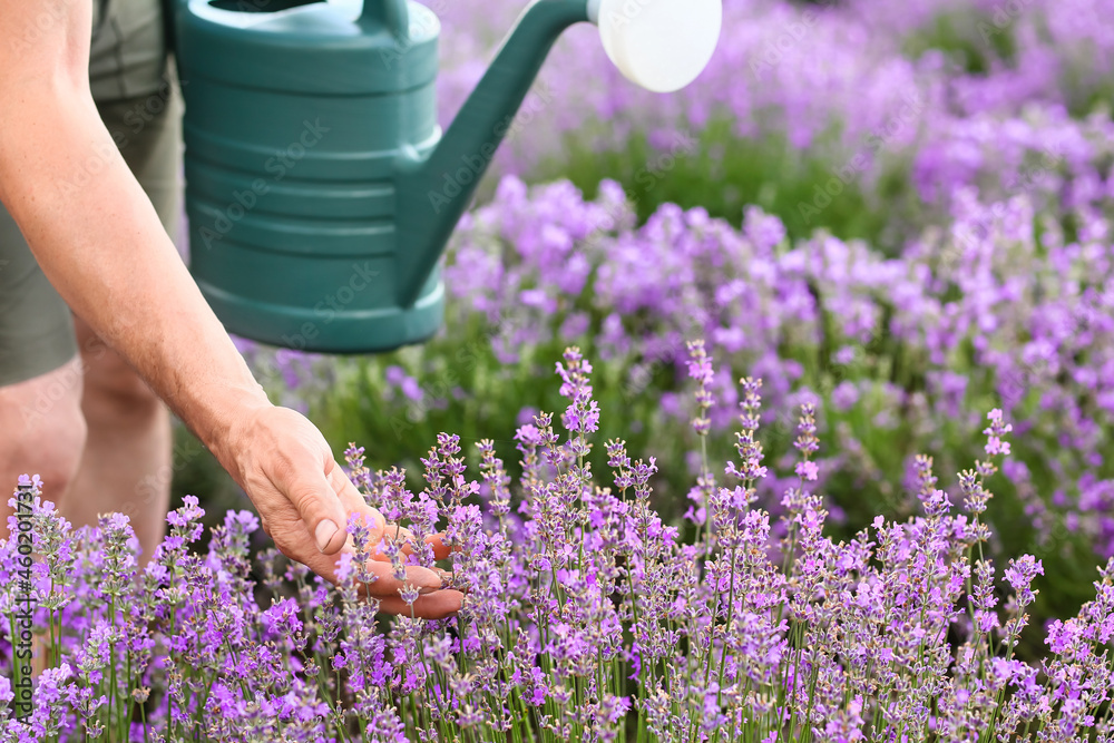 Farmer with watering can in lavender field