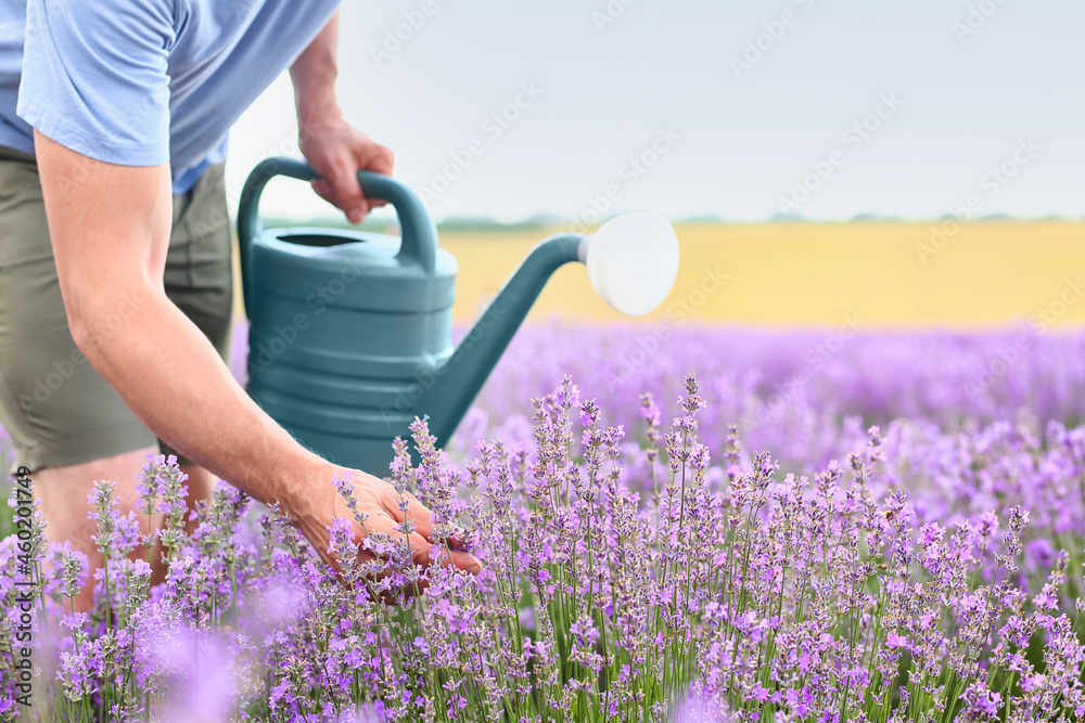 薰衣草地里拿着喷壶的农民