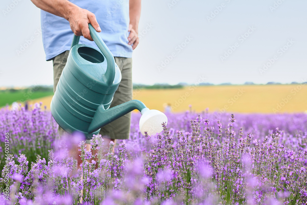 薰衣草地里有喷壶的农民