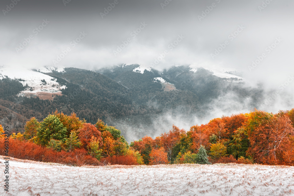 秋山上令人惊叹的景象。晨雾中的初雪和橙色树木。喀尔巴阡山脉