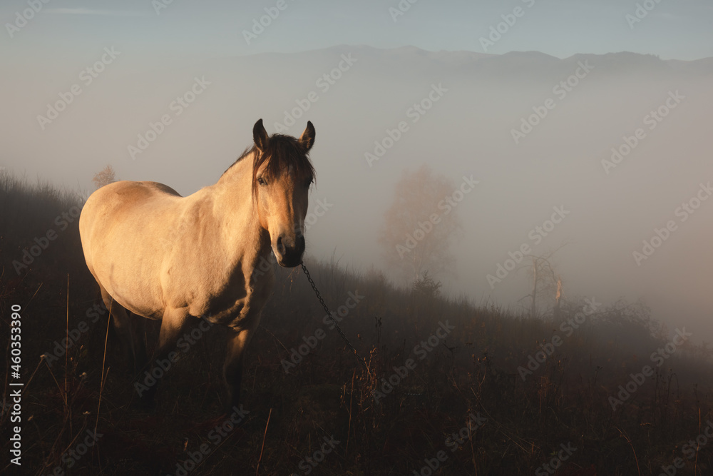 Horse in foggy meadow in mountains valley. Landscape photography