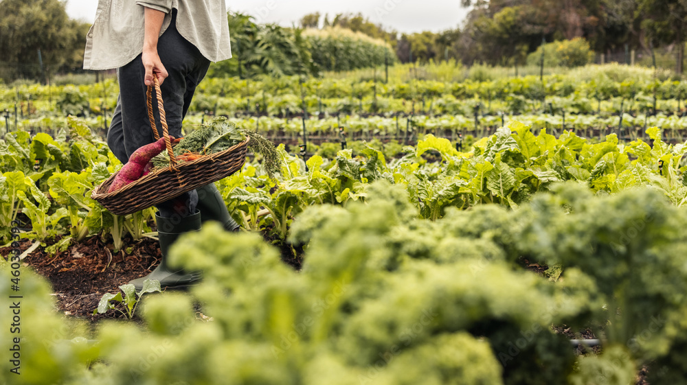 Unrecognizable young woman gathering fresh vegetables on an organic farm