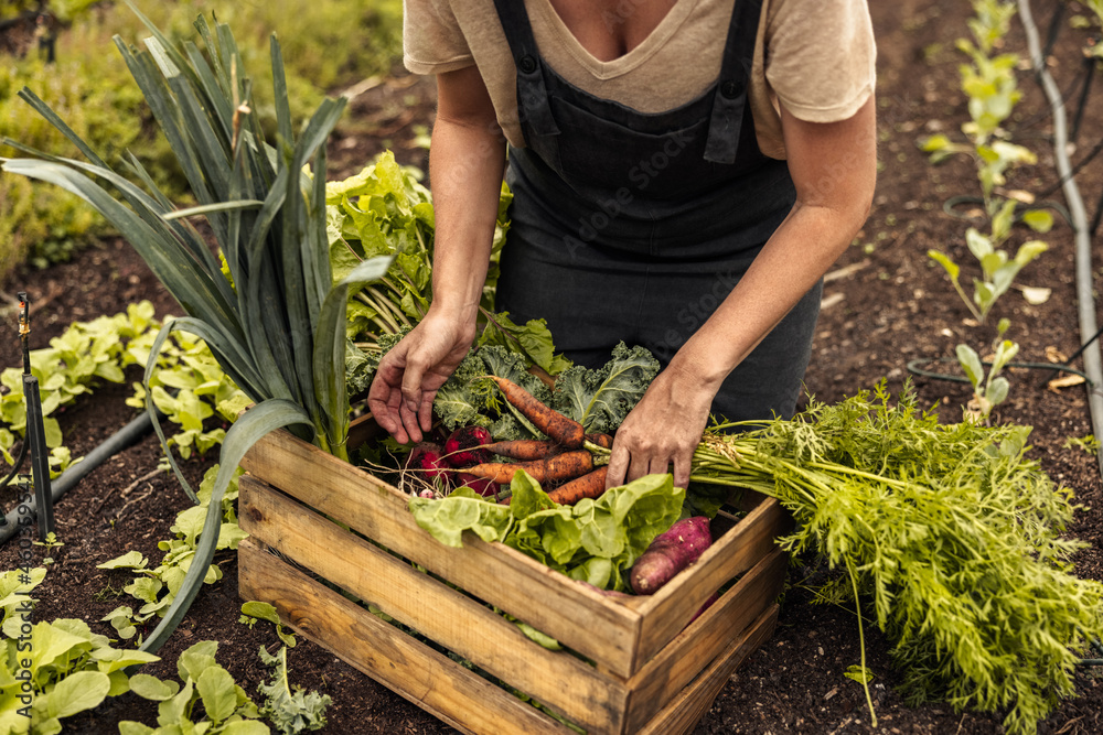 Arranging freshly picked vegetables