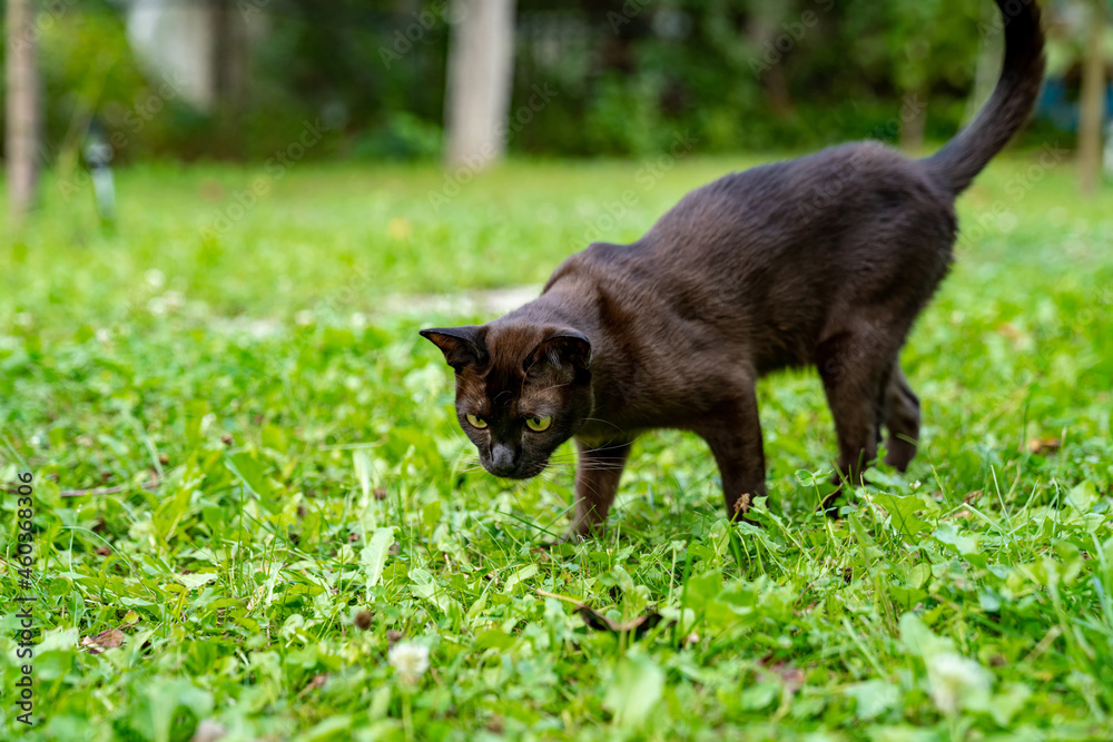 夏天公园里的一只有趣的猫在绿色的gras背景下直视镜头