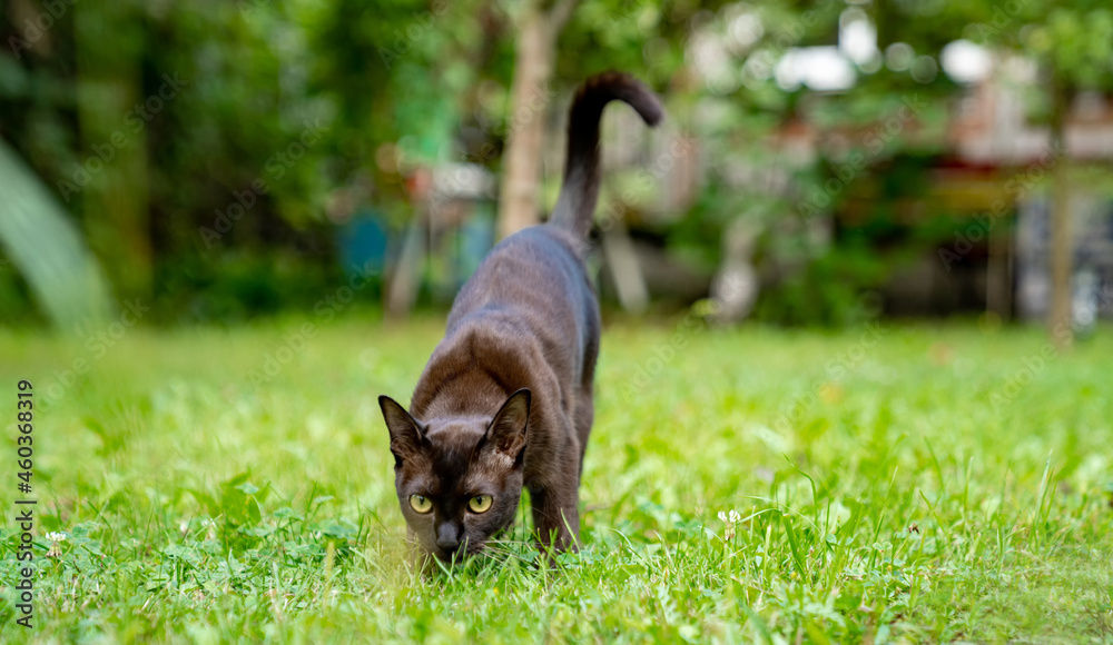 棕色缅甸小猫移开视线，准备抓人。漂亮的家畜。猫pl