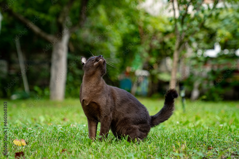 棕色缅甸小猫移开视线，准备抓人。漂亮的家畜。猫pl