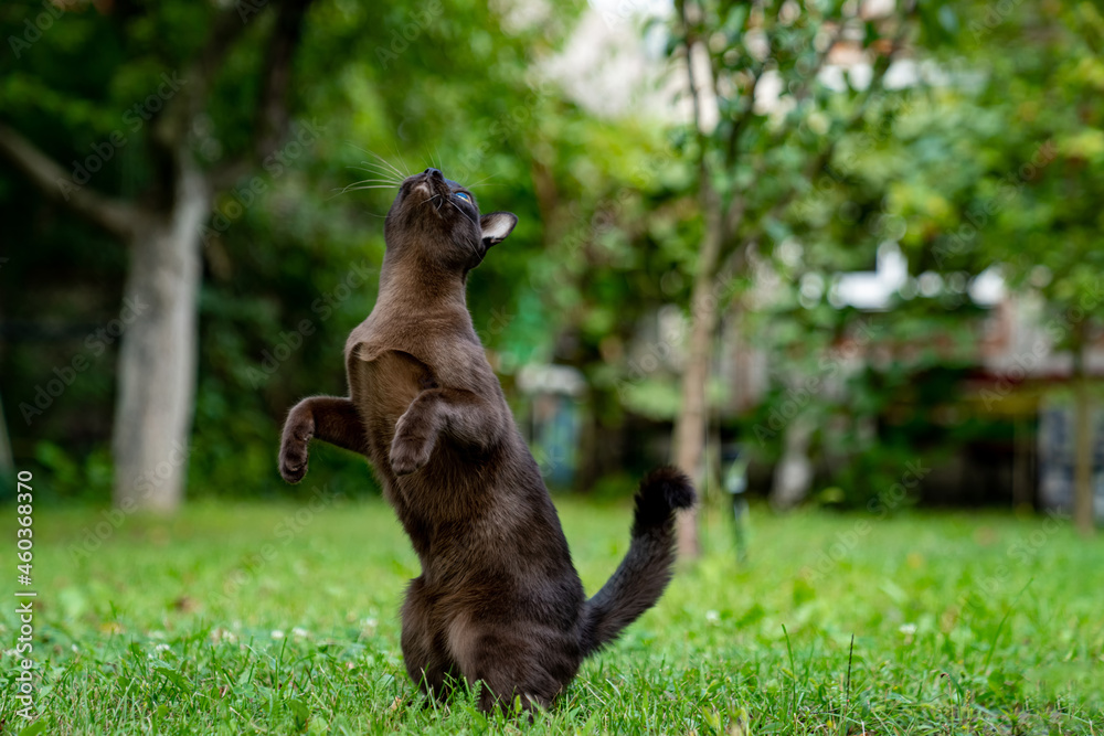 外面可爱的猫。一只棕色的猫在绿色的草地上狩猎的肖像。猫在快速地跳跃。