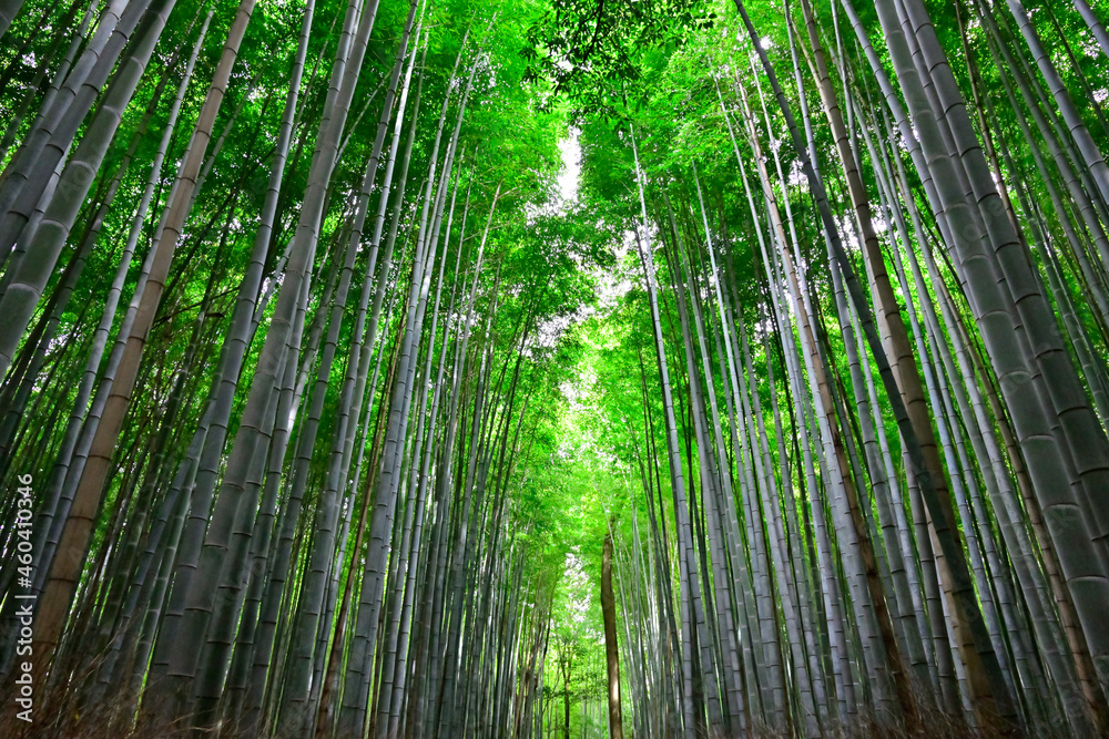 京都嵐山の竹林の道