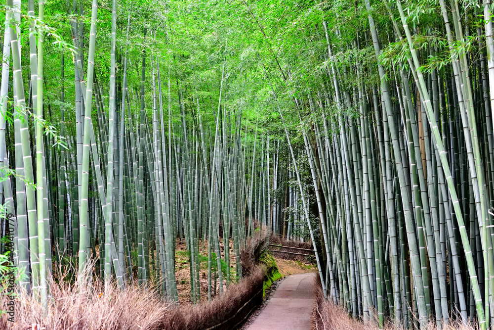 京都嵐山の竹林の道