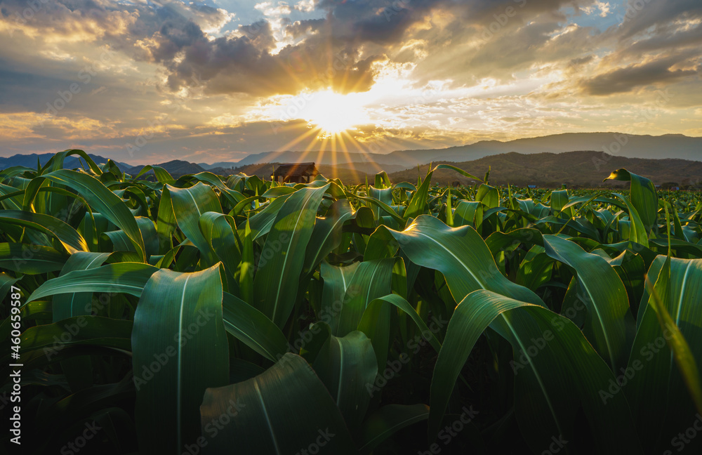 农园里的绿色玉米地，阳光照耀着夕阳