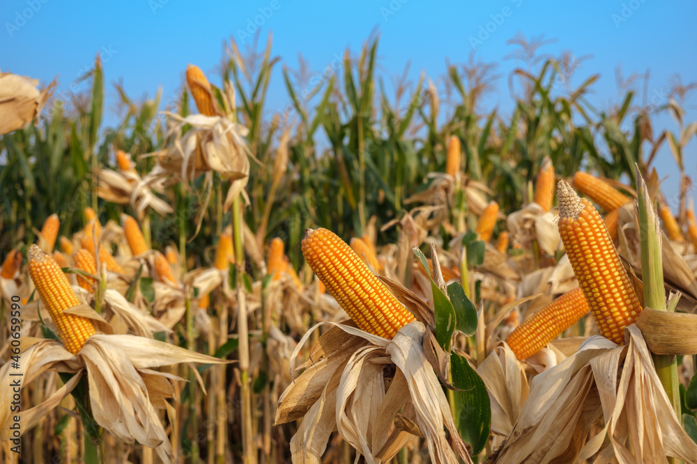 yellow ripe corn on stalks for harvest in agricultural cultivated field in the day