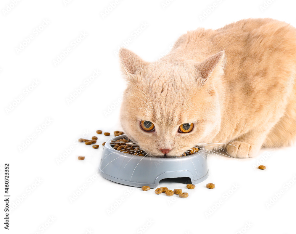 可爱的猫在吃白底碗里的食物