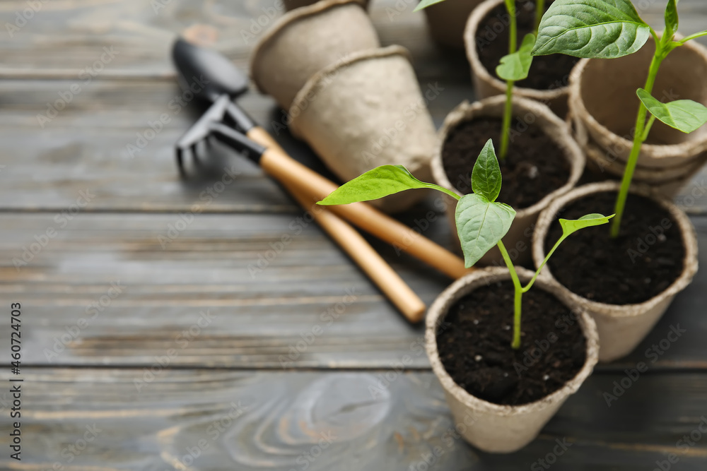 Plants seedlings in peat pots and gardening tools on dark wooden background